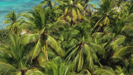 Pristine-and-bounty-tropical-shore-with-coconut-palm-trees-and-turquoise-caribbean-sea.-Aerial-view-from-drone