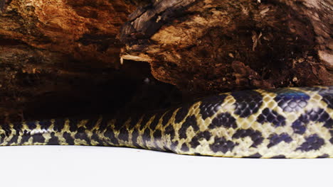 cola de anaconda amarilla deslizándose más allá del tronco