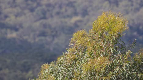 eucalyptus trees swaying in the wind