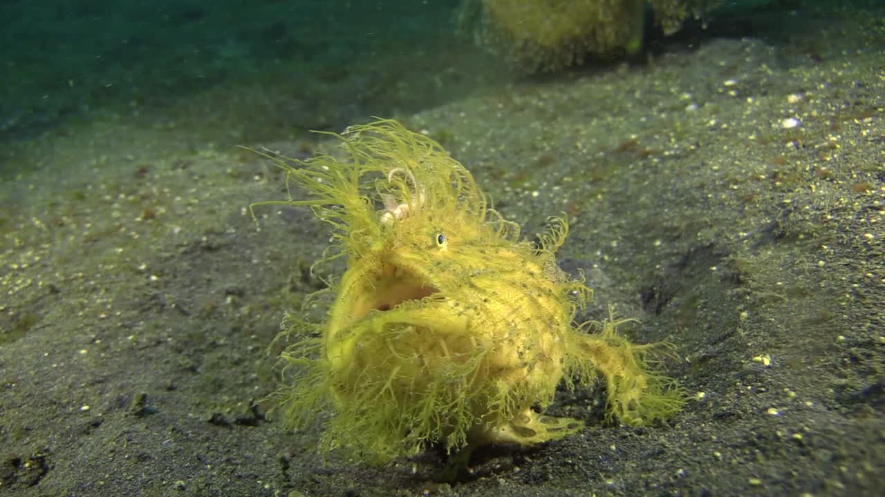 hairy frogfish breathes and gulps heavily, then takes off quickly stirring up sand, night shot on sandy bottom