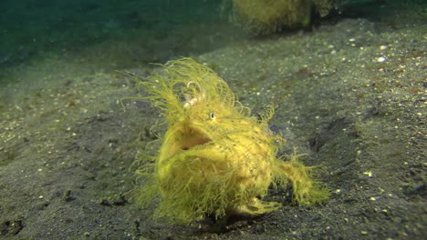 el pez sapo peludo respira y traga pesadamente, luego despega rápidamente revolviendo arena, tiro nocturno en fondo arenoso