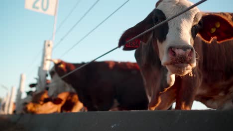 closeup of a brown and white cow in a banyard outdoors chewing feed while looking at camera in daylight and more cows in the background