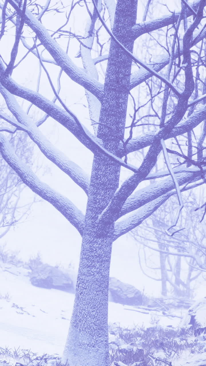 Winter landscape showcasing bare trees blanketed in snow