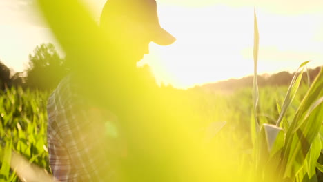 male farmer with a tablet closeup inspects shoots kurusu and tap the screen with your fingers. analyze the success of the future harvest. genetically modified foods