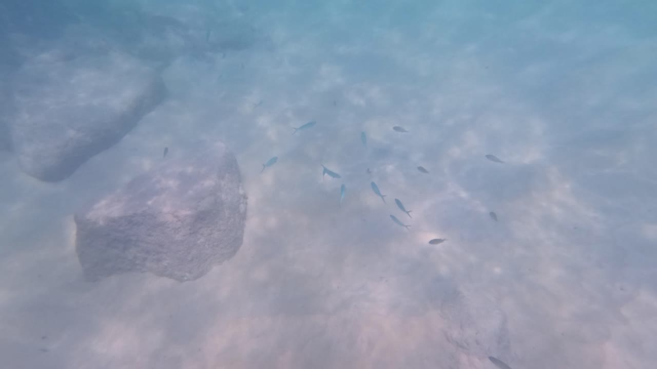 Vibrant fusilier fish swim gracefully through clear waters around rocky formations in Phuket, Thailand. Natural lighting enhances the serene underwater scene