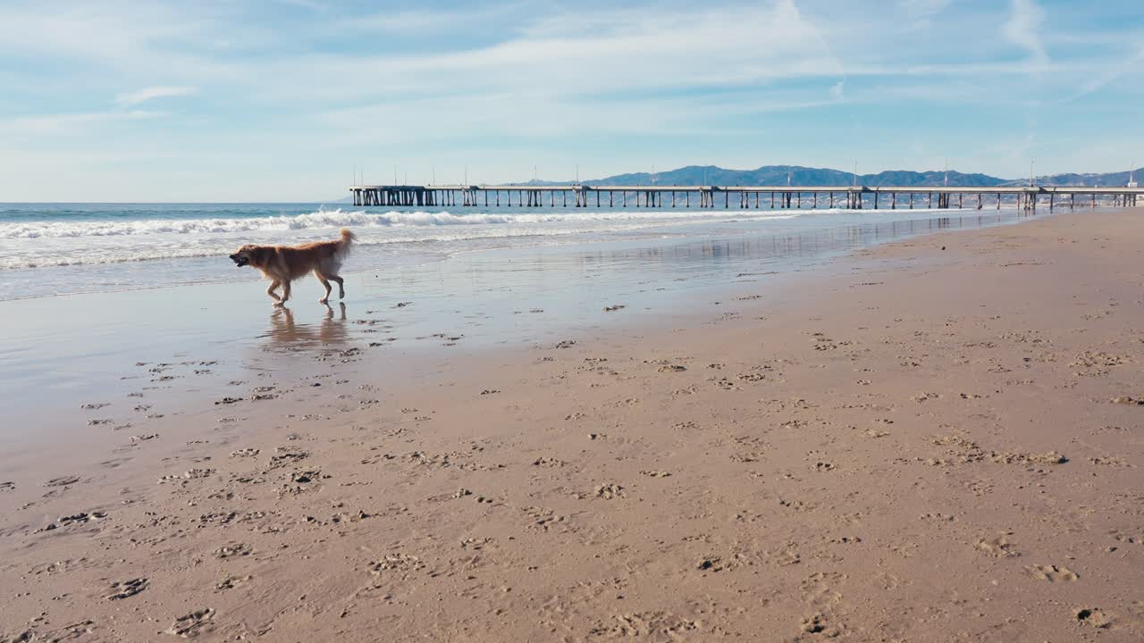 Slow Motion of Dog Running on Sandy Beach by Pier in Front of Sea