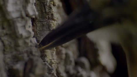 close-up of a bird's beak foraging on tree bark