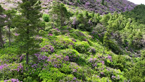 Ubicaciones-épicas-De-Irlanda-Drone-Volando-Hacia-El-Bosque-De-Rododendros,-Colores-Increíbles-The-Vee-Waterford