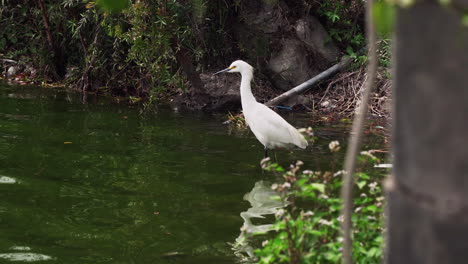 Shot-of-a-beautiful-white-heron-getting-into-shallow-water-to-catch-and-eat-fish-in-a-lagoon-at-daytime-near-La-Molina,-Lima,-Peru