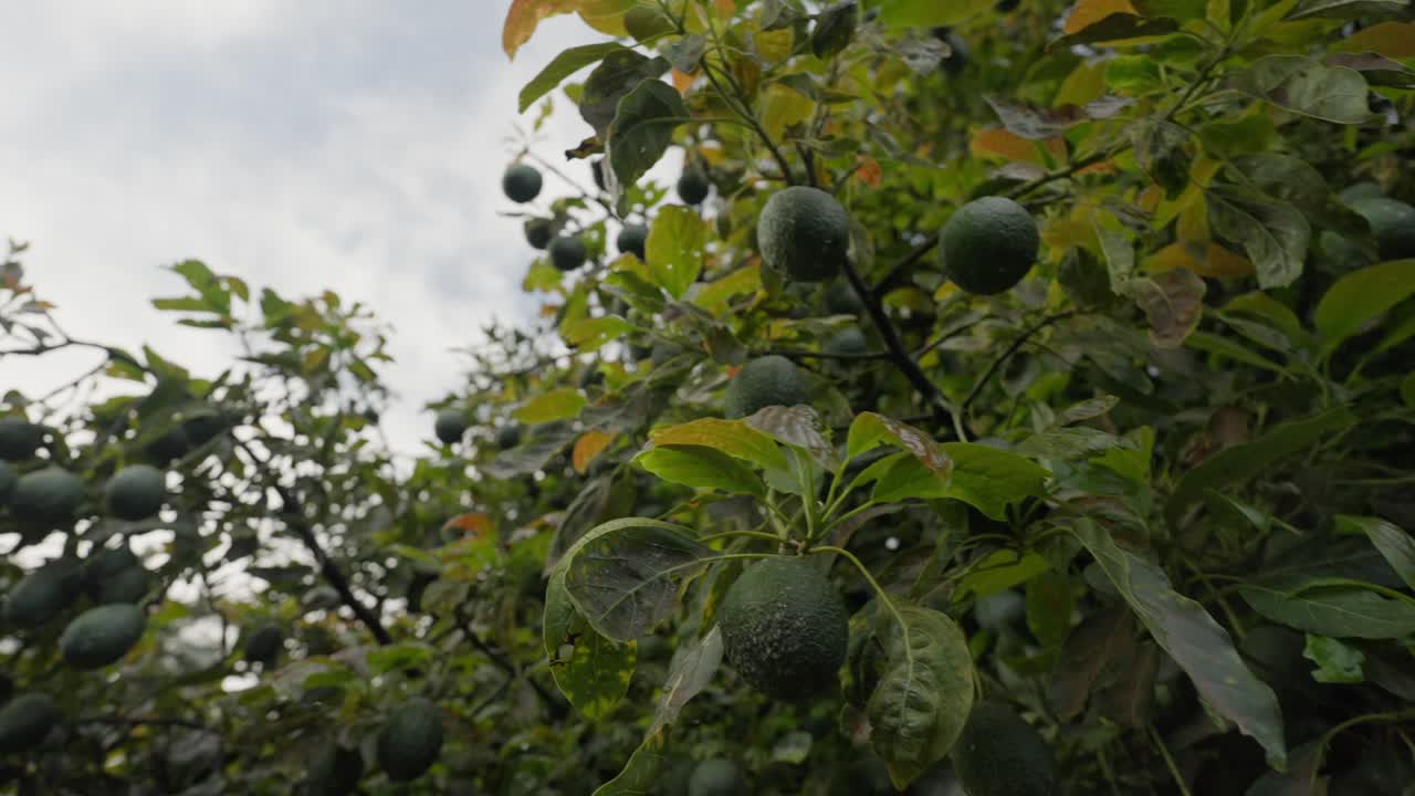 árboles de aguacate en uruapan michoacan en cámara lenta