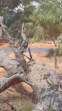 un tronco de árbol caído en un paisaje seco y árido
