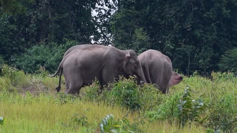 uno mirando hacia la derecha, la otra cola balanceándose, hierba alta, elefante indio, elephas maximus indicus, tailandia