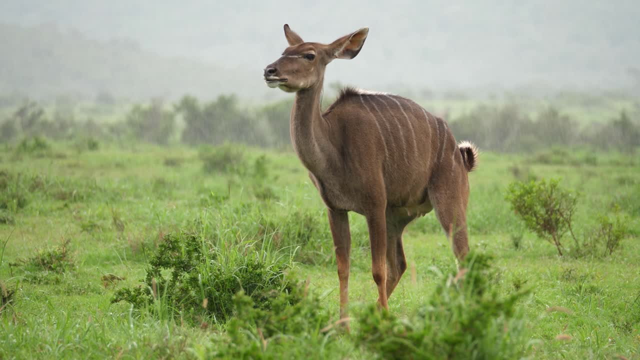 Female African Kudu nursing mom urinates on savanna in pouring rain