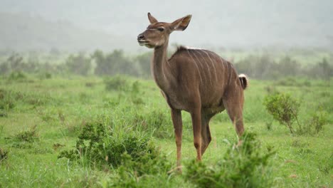 Female-African-Kudu-nursing-mom-urinates-on-savanna-in-pouring-rain