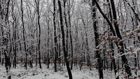 dry leaves and branches of forest trees covered in white snow on quiet park