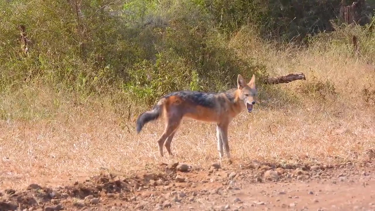 Un chacal de lomo negro se mantiene alerta en los pastizales secos del Parque Nacional Kruger, escaneando sus alrededores