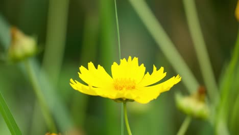 Schmetterlings-Colias-Poliographus-Auf-Gelber-Zeckenblüte-–-Nahaufnahme