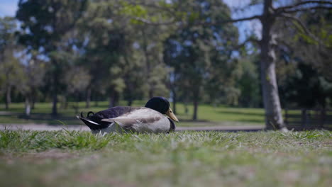 sleepy duck in a city park