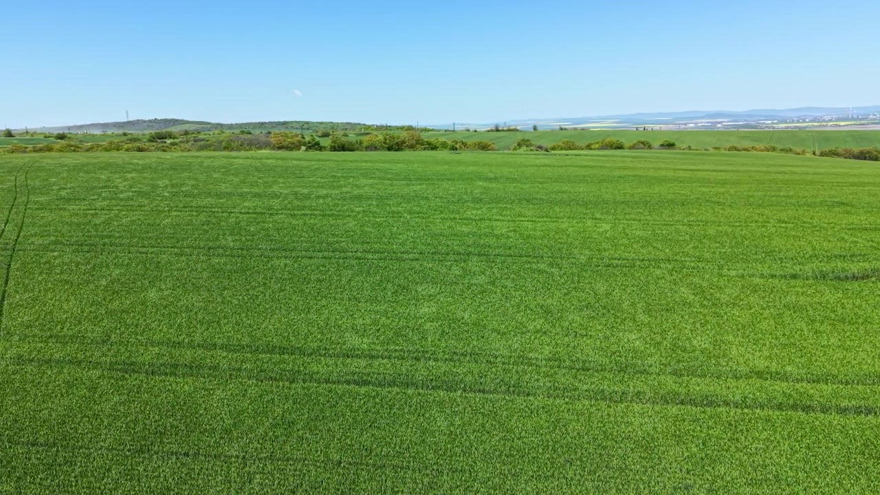 Champ de blé luxuriant s'étendant à travers le paysage sous un ciel bleu clair à la campagne à la fin du printemps ou au début de l'été