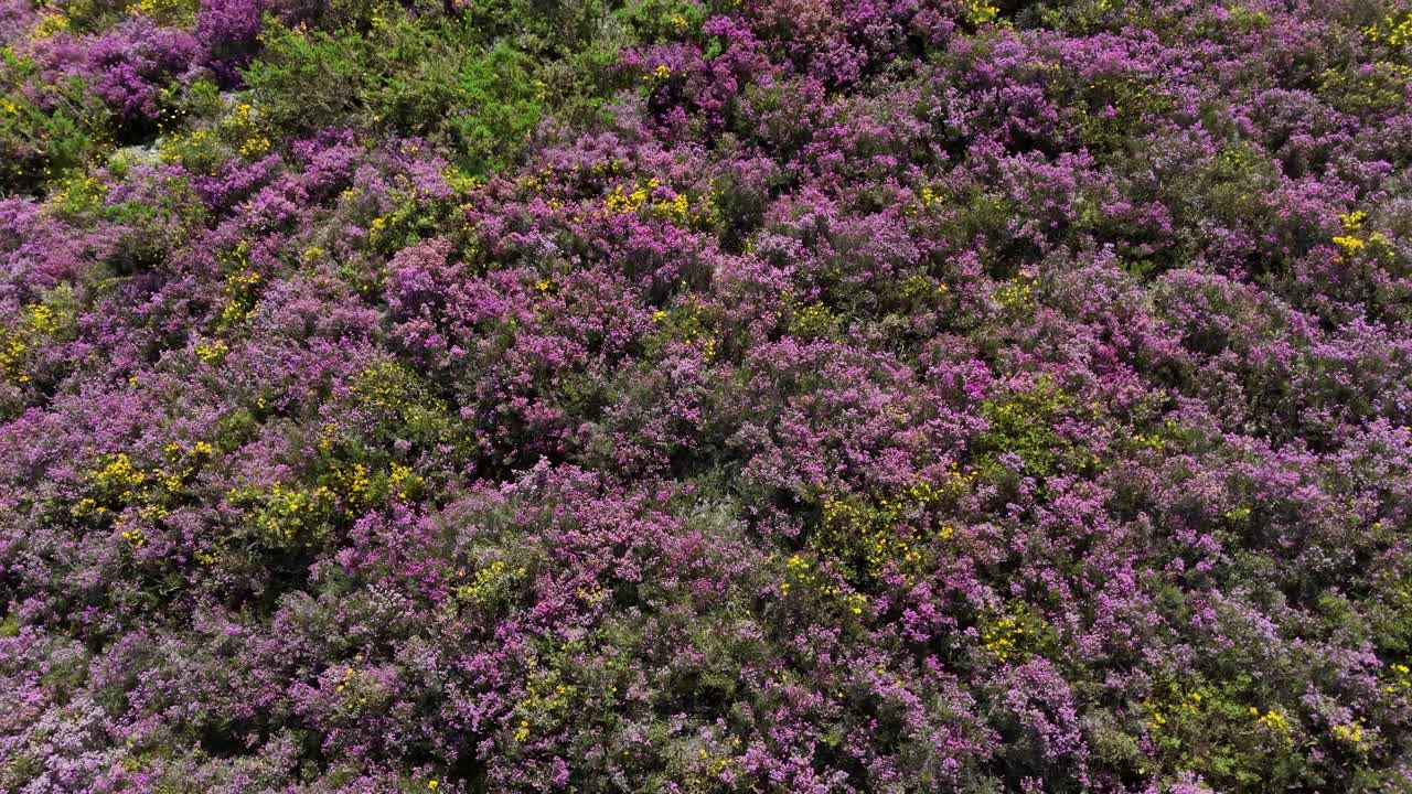 Aerial view of the colourfull spring flowers in Portugal