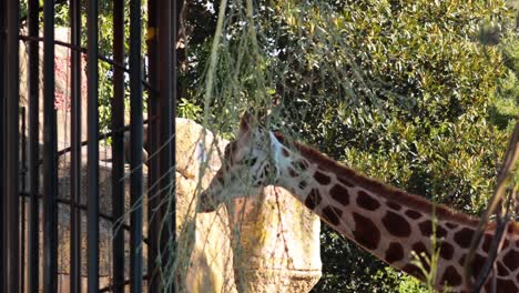 giraffe exploring its enclosure at melbourne zoo