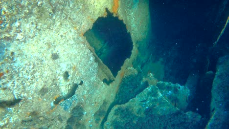 underwater scuba diving sunken shipwreck michelle, dugi otok, croatia