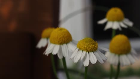 chamomile  blooms for the spring and summer