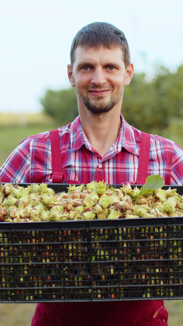 счастливый агроном показывает хороший урожай сырых фундук, держа полный ящик с орехами в руках в саду
