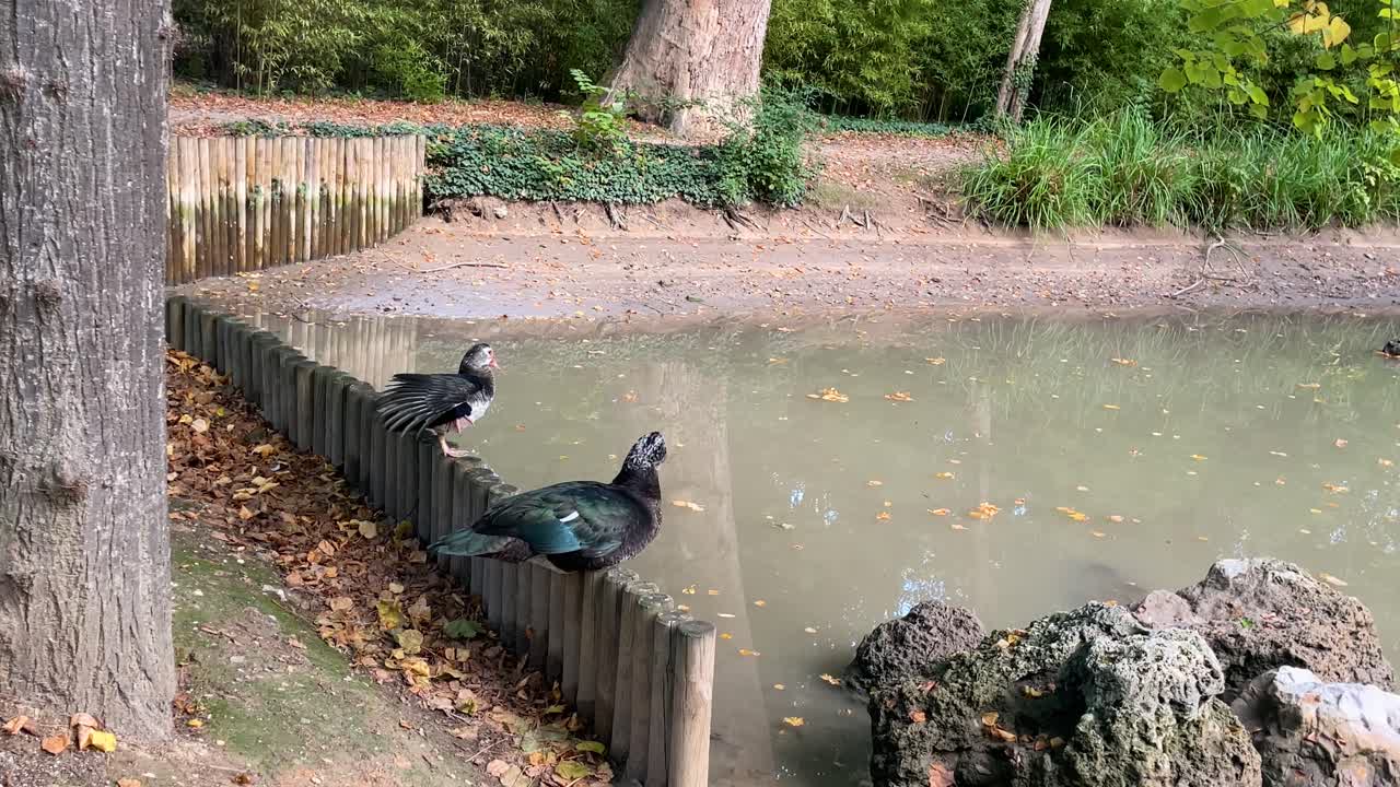 두 마리의 어두운 오리들이 작은 나무 울타리에 앉아있는 장면과 그들 앞에 바위가 있는 연못이 있습니다. 그들은 털을 고 있습니다. 모든 것이 느린 움직임입니다.