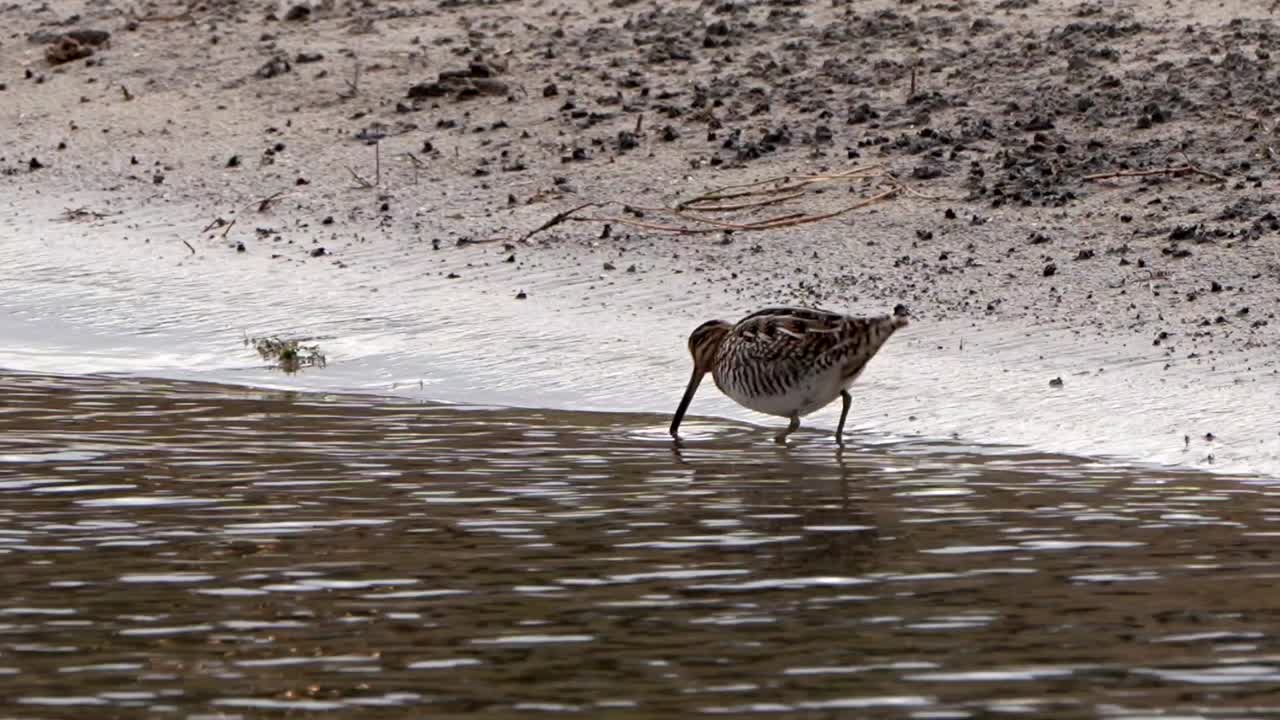 A Wilson's snipe on a sandy shore