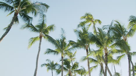 palm trees against a clear sky