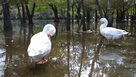 patos relajándose en un paisaje
