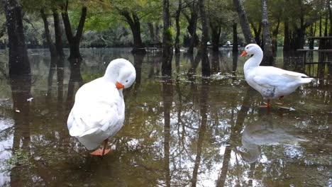 ducks relaxing in a landscape