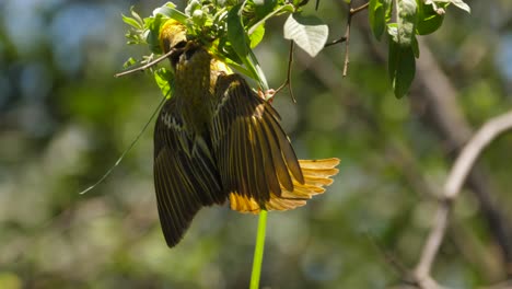 male southern masked weaver makes nest in tree branch weaves blade of grass