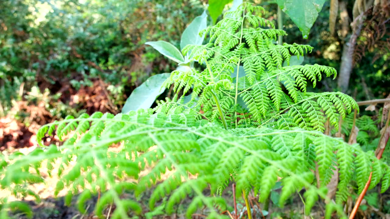 Young lush green tree fern in woodland illuminated at sunrise, close-up