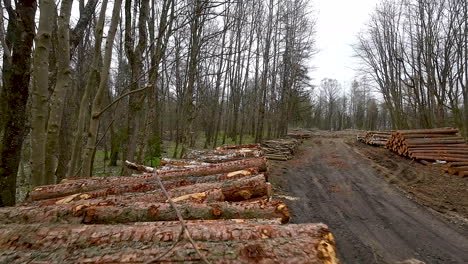 log spruce trunks pile