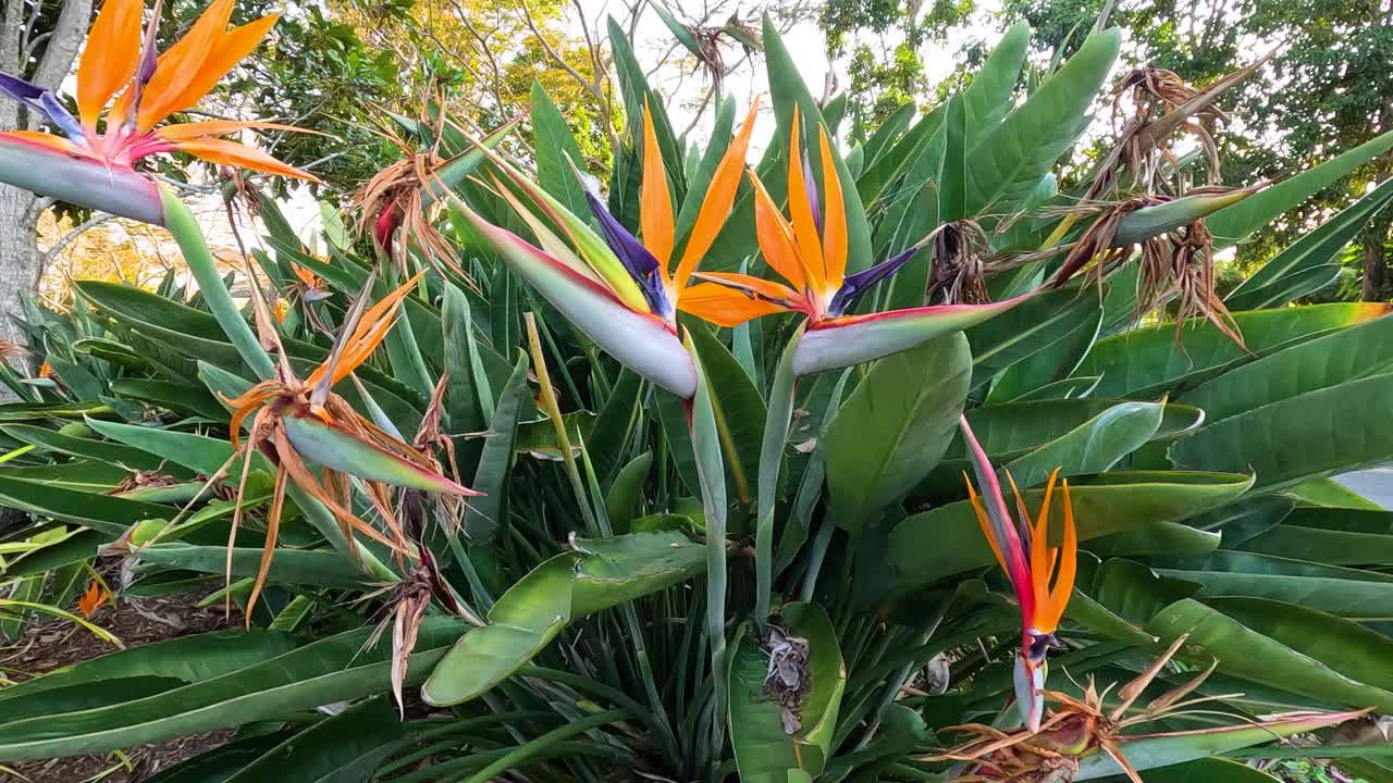 las flores de strelitzia reginae en el jardín de la costa dorada