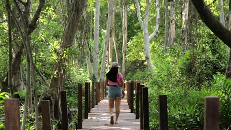 back view of asian woman walking on wooden walkway through mangrove forest in rayong, thailand