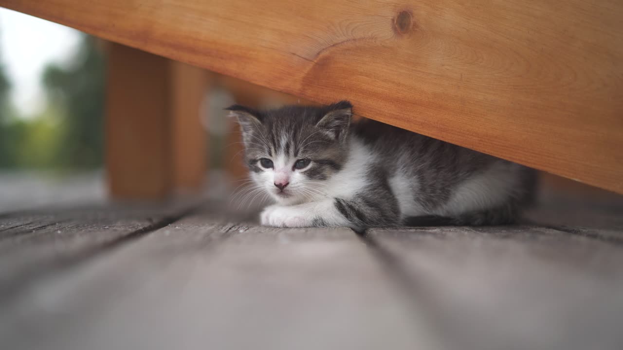 Young grey kitten relaxing and falling asleep on a deck, finding shade under a chair