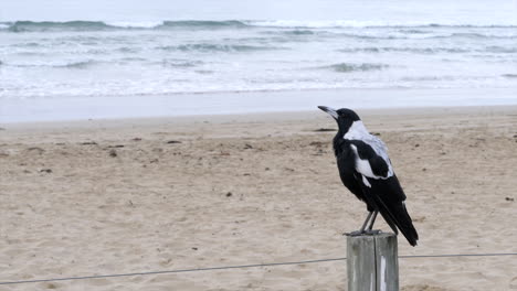 urraca australiana en cámara lenta cantando en la playa en un poste de cerca