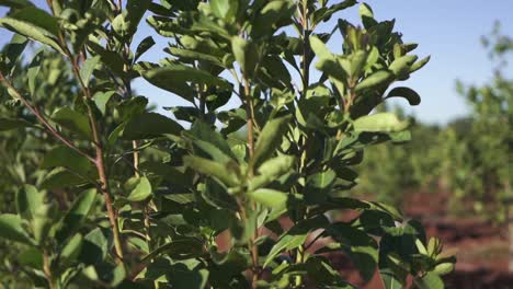 empuje hacia adelante disparado a través de las hojas verdes de la planta yerba mate