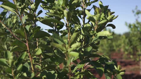 push forward shot through green leaves of yerba mate plant