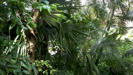 árboles y plantas verdes tropicales