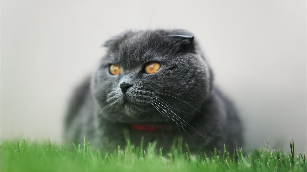 Close up of a Scottish Fold cat with orange eyes and a red collar resting on the green grass in a garden