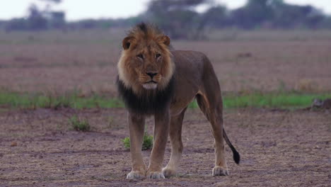 a black-maned lion walking and stretching casually in the grounds of nxai pan national park