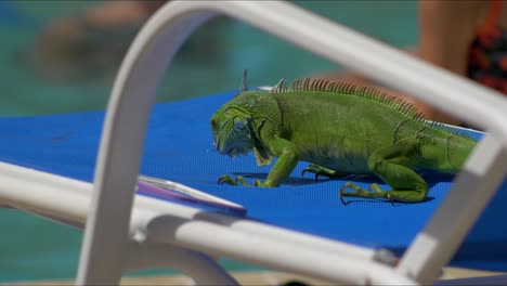 Green-iguana-sits-on-blue-beach-lounge-chair-with-tourists-enjoying-water-behind