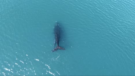 southern right whales relaxing on shallow clear waters - aerial top down view zoom in