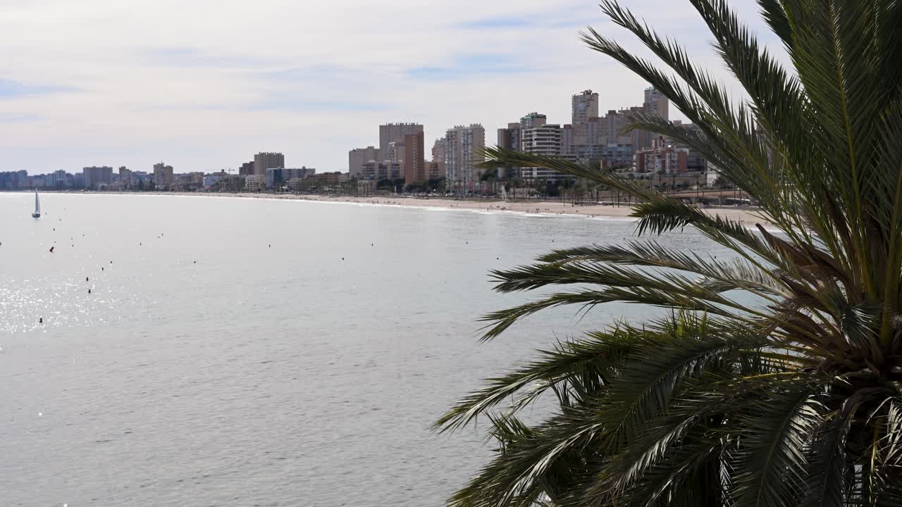 Barca a vela che scivola davanti alla spiaggia di El Campello, incorniciata dalle foglie verdi di una palma in primo piano. Vista panoramica della costa di Alicante e dello skyline della città in Spagna