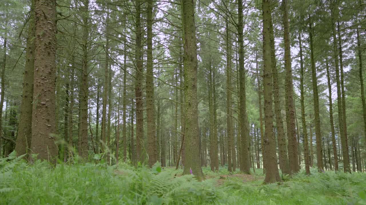 Panoramica laterale di una pineta inglese con felci in primo piano (effetto parallasse) in un bosco inglese, Lancashire, Regno Unito, Sony FX30