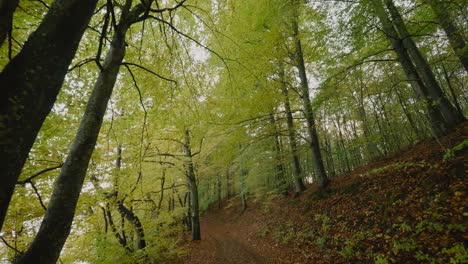 Looking-Up-at-Yellow-and-Green-Tree-Tops-in-Autumn-By-Gyllebo-Lake-in-Skåne-Österlen,-Sweden---Wide-Shot-Tracking-Forward-Tilted-Up